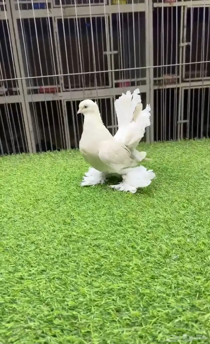حمام بخاره كرنقو لمون 4