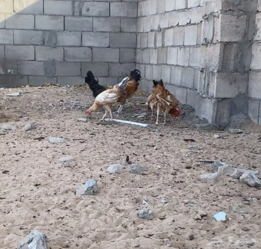 دجاج 1