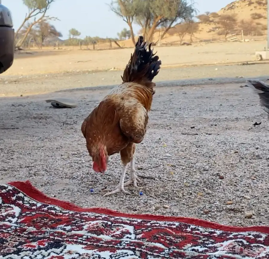 دجاج 0