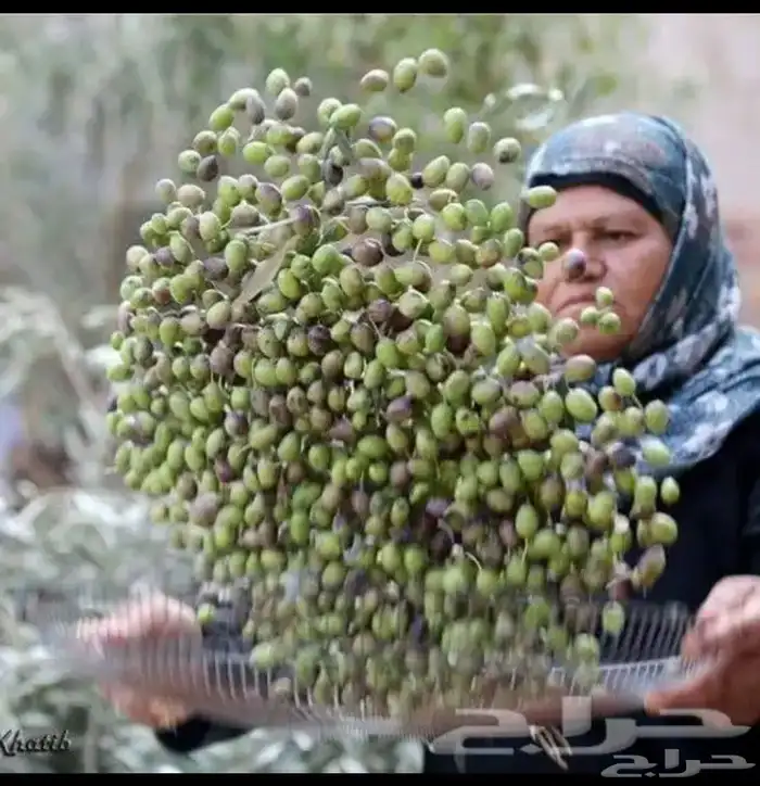 زيت زيتون الفلسطيني بعل عالأمطار شحن لجميع مناطق المملكه 42