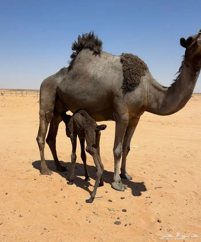 خلفه ملحاء منيحه 5