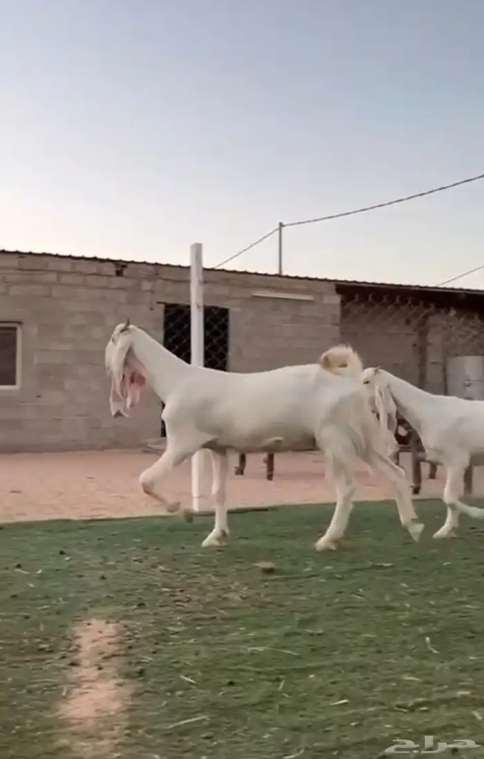 عنز مطووره فااخره 0