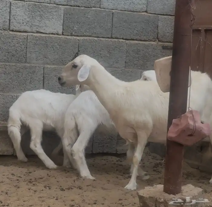 نعجة متوم صنف الصنف 2