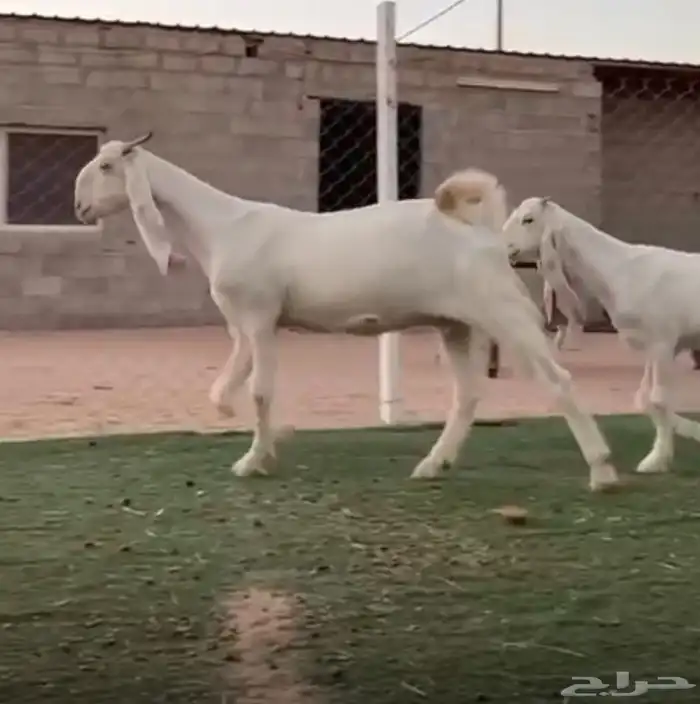 عنز مطووره فااخره 1