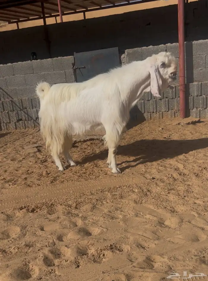 تيس ابيض 0