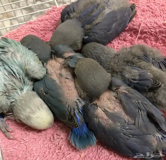 للبيع فروخ روز غر اللوان مشكله( تم البيع ) 2