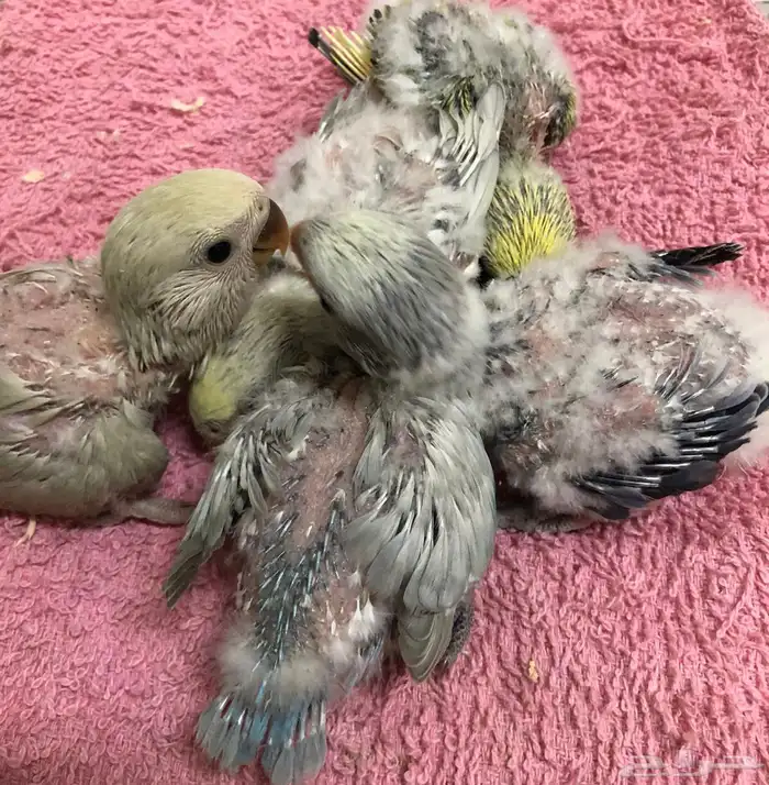 للبيع فروخ روز غر اللوان مشكله( تم البيع ) 1