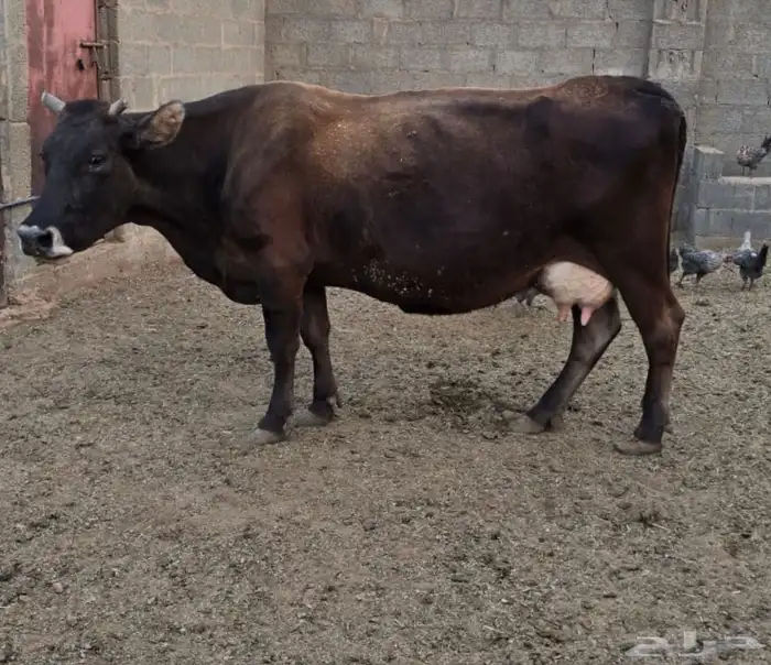 بقره ناتج 0