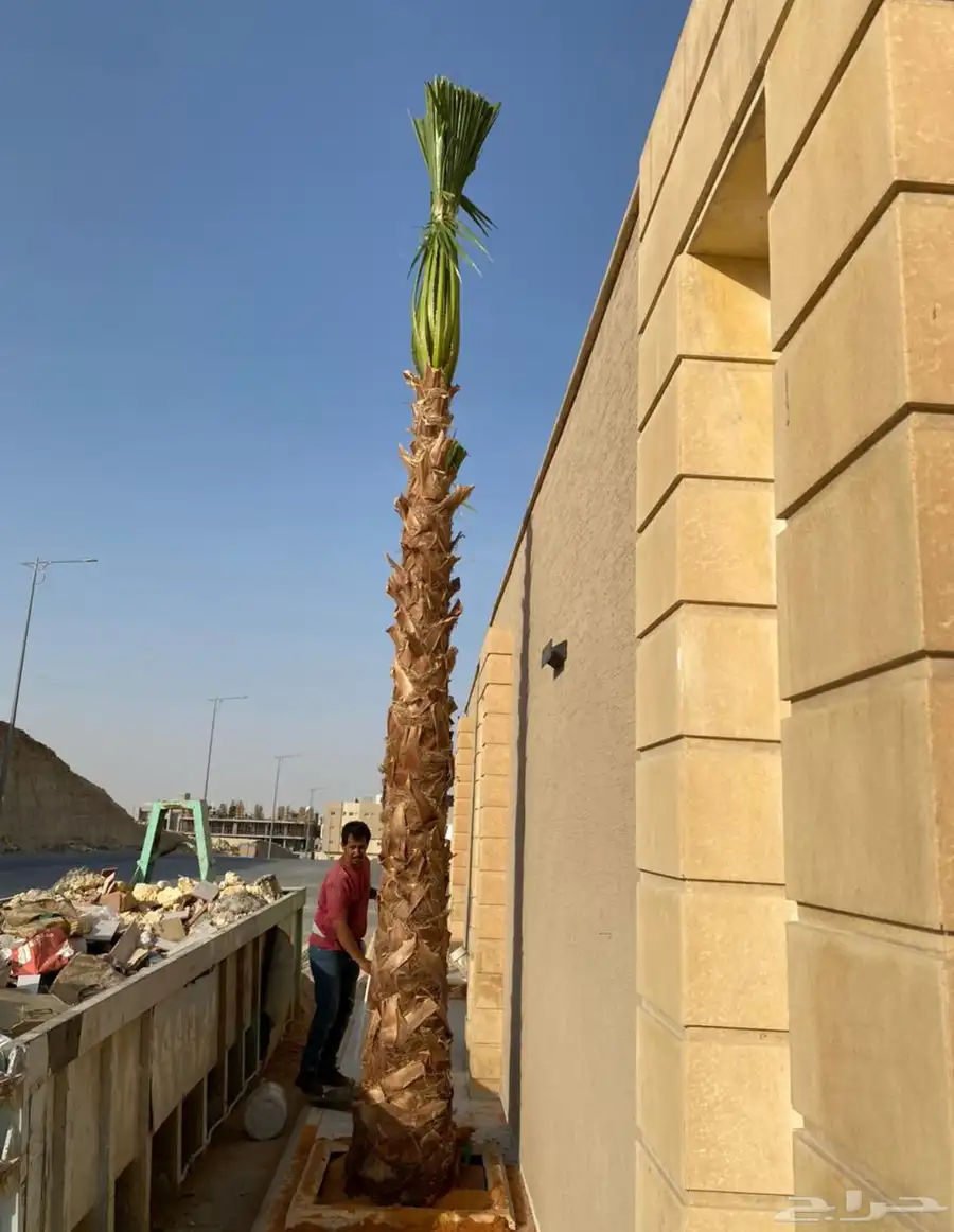 نخل واشنطني 1