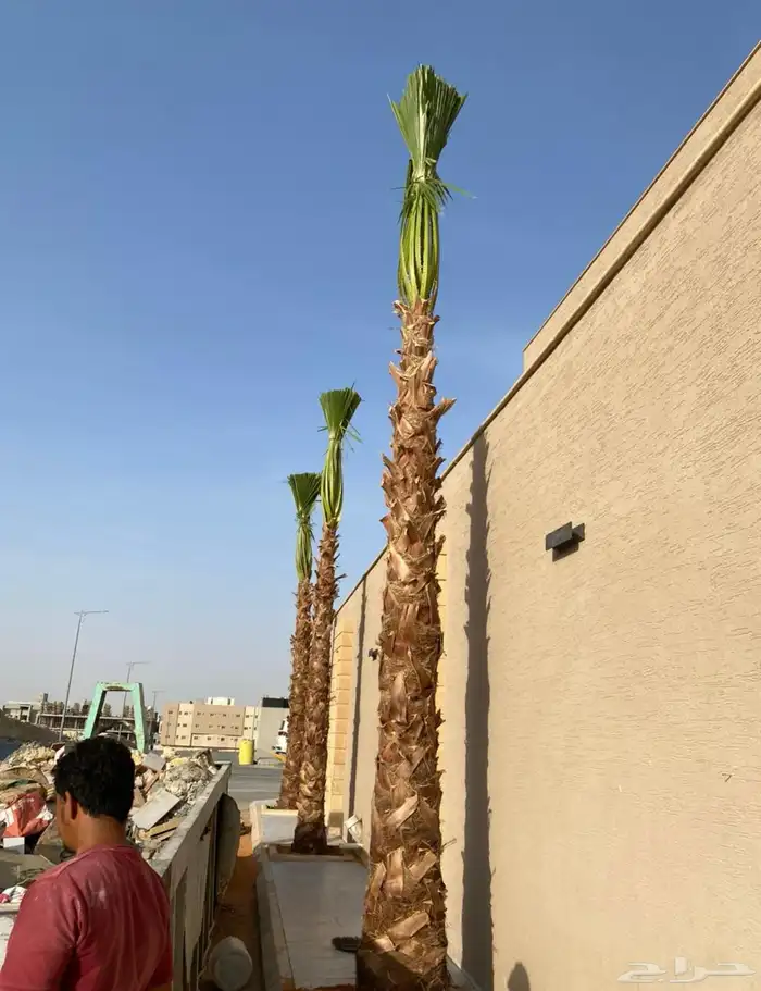 نخل واشنطني 0