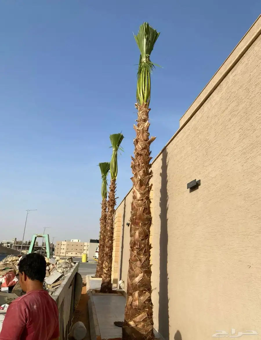 نخل واشنطني 0