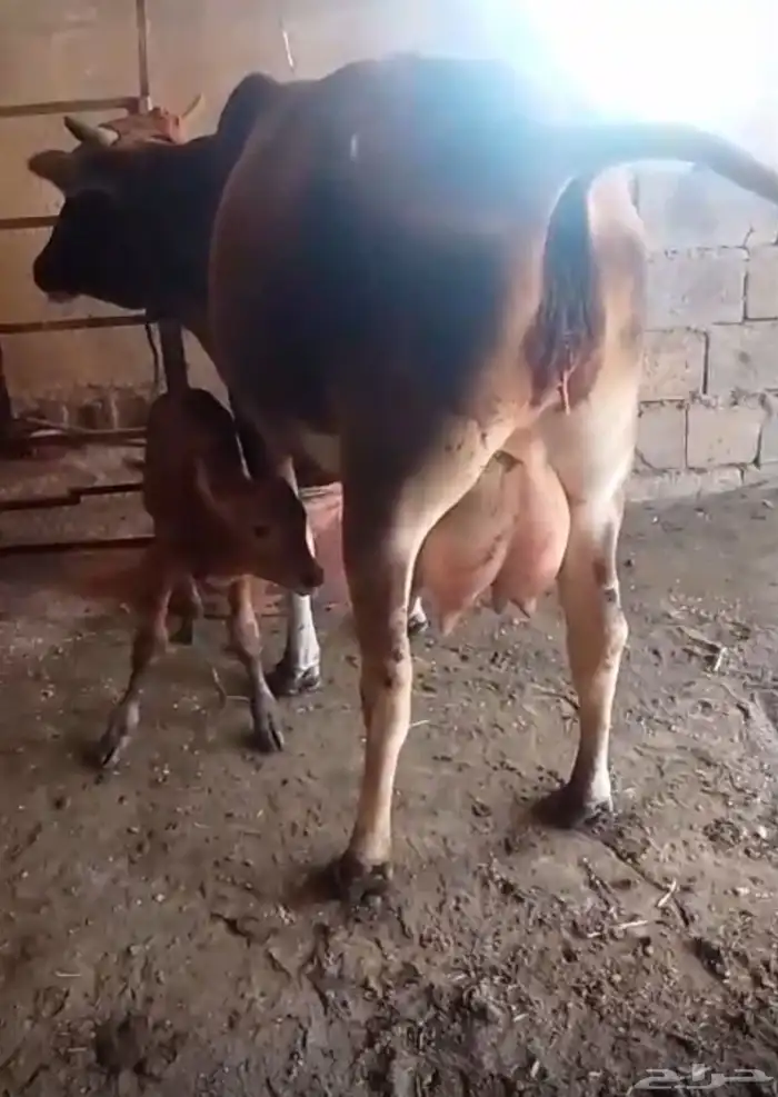 بقر للبيع جمله العدد 8 كبار بفحلها و6 تبع اقبل بدل غنم 22