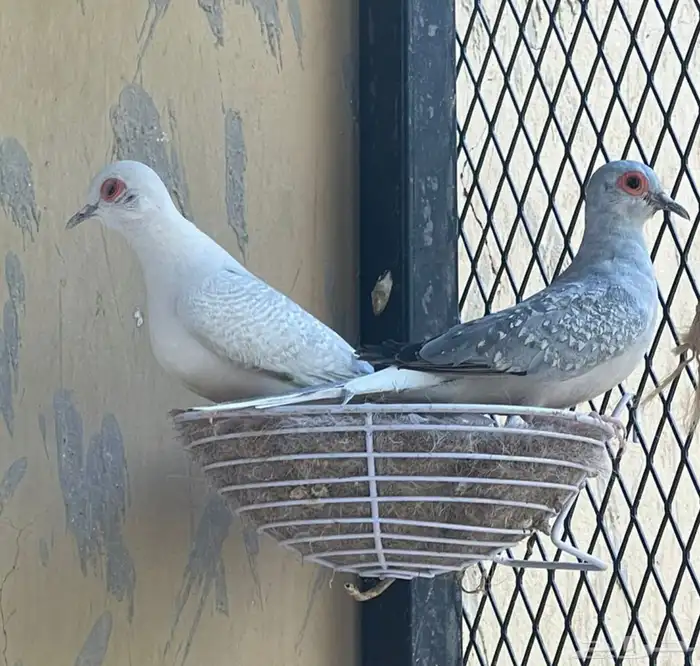 طيور ماسي 9