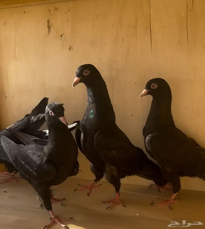 طبات قطايف 0