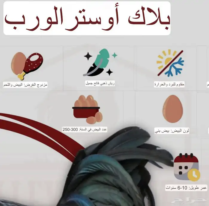 للبيع صوص استرالوب اسود فاخر جدا امهات مستوردة   صيصان 7