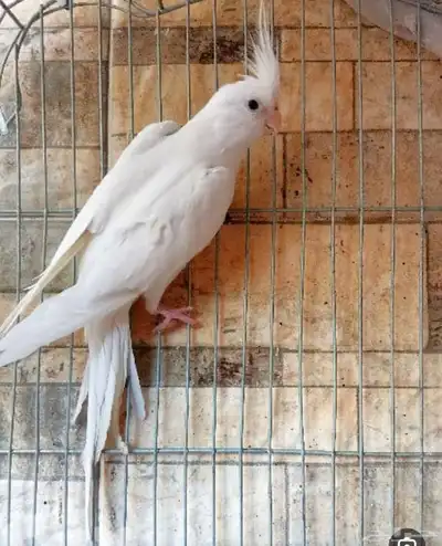 فروخ كروان كريمي والبينو 3