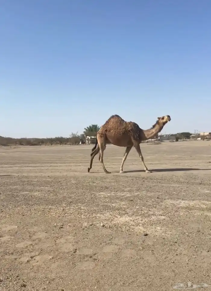 بكره لقيه حمرا 1