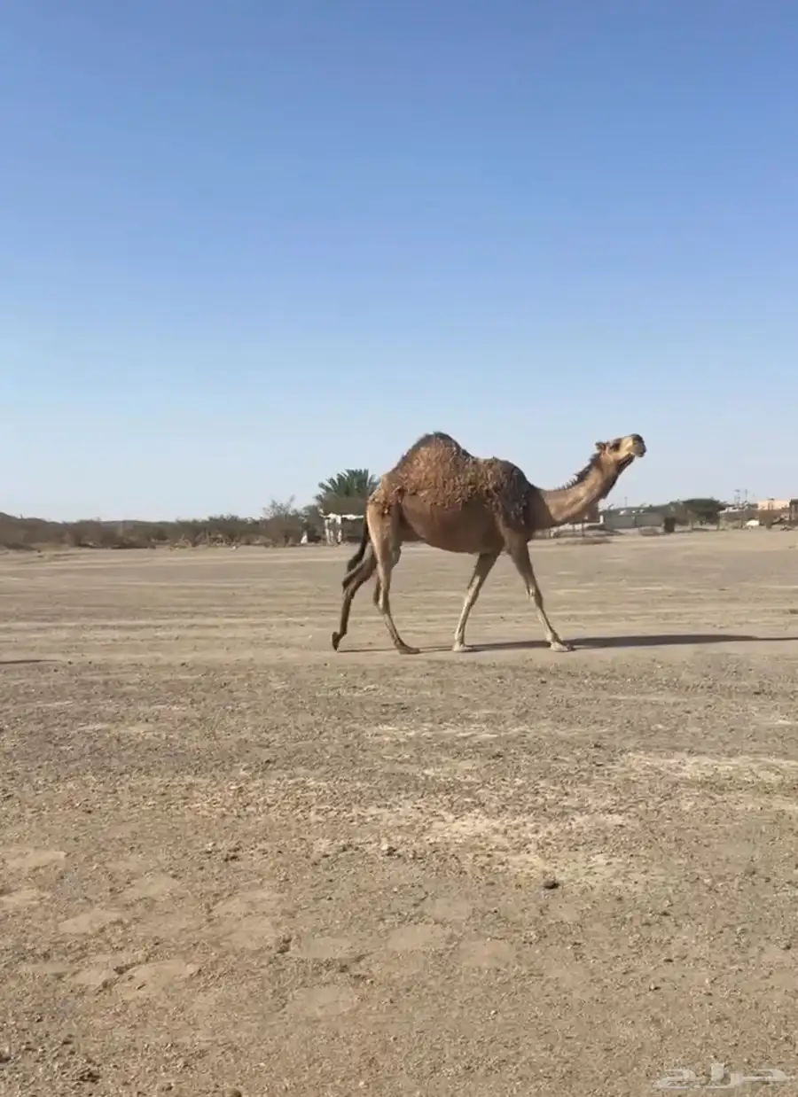 بكره لقيه حمرا 1