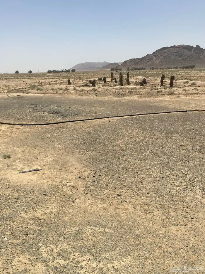 للبيع مزرعة بالعمودة الشمالية التابعة للفوارة بمنطقة القصيم 1