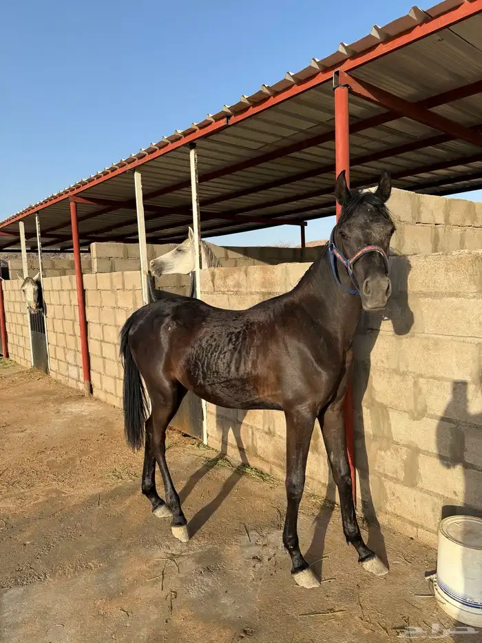 مهر شعبي فاخر 0