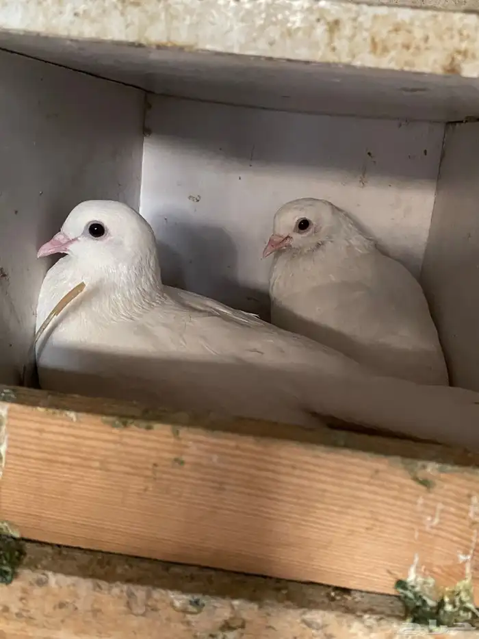 حمام صنعاني للببيع على السوم مكه المكرمه 0