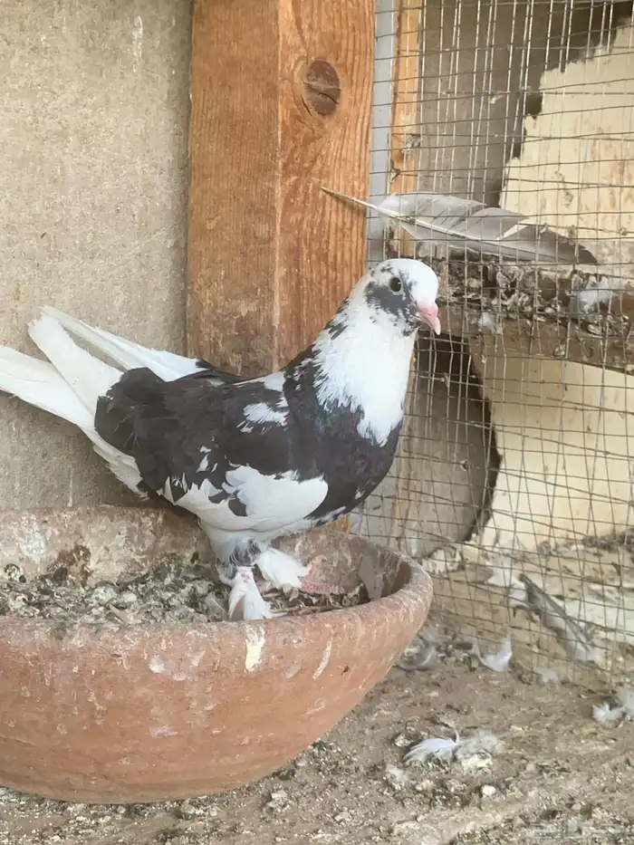 حمام تركي 5