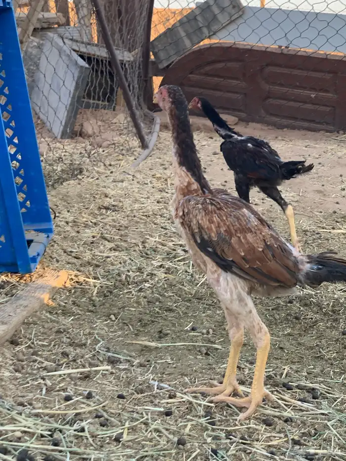 دجاج باكستاني 3