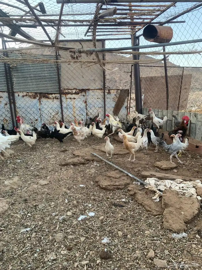 المدينه وادي الفرع 0