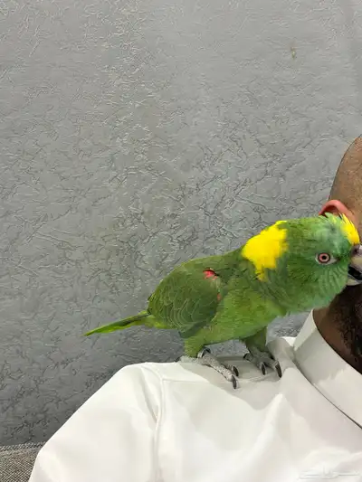 يلوناب فل جرا وهدد 0