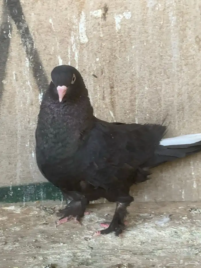 حمام تركي 1