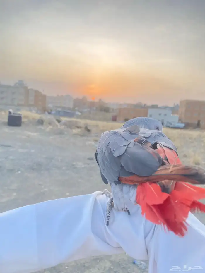 فرخ كاسكو اليف جدا طفره طيبهه 9