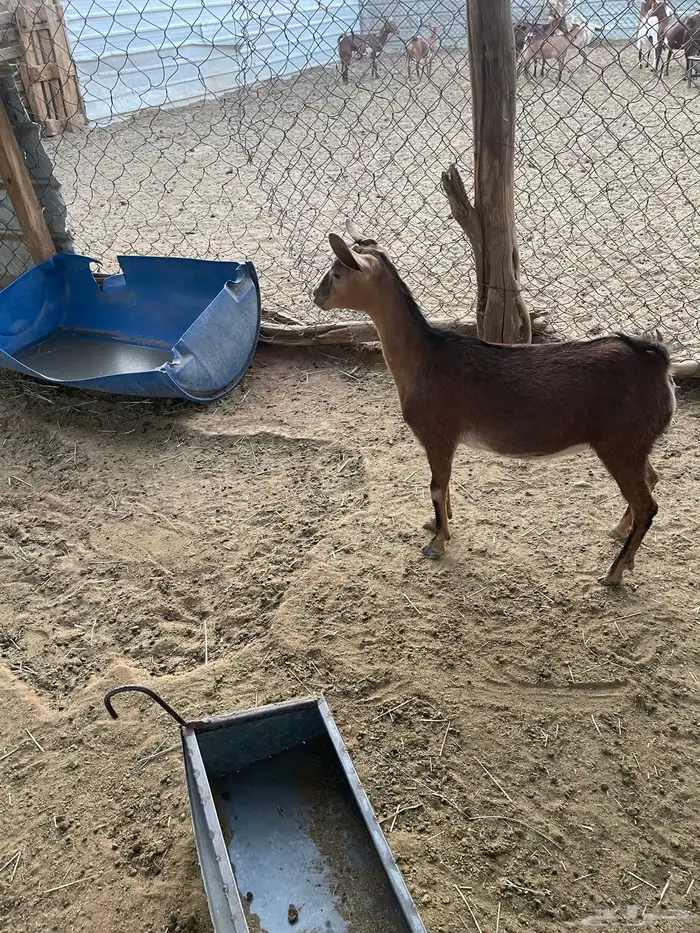جفره جنوبية 1