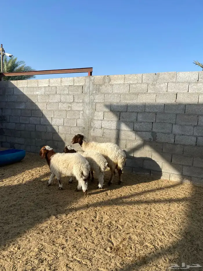 نعيم متاومة 2