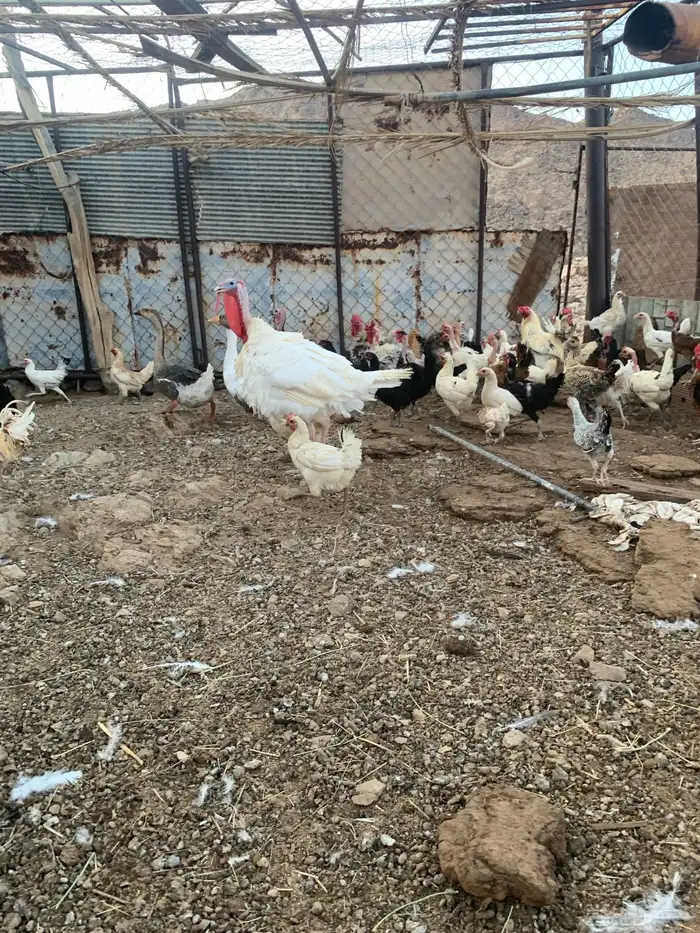 المدينه وادي الفرع 3