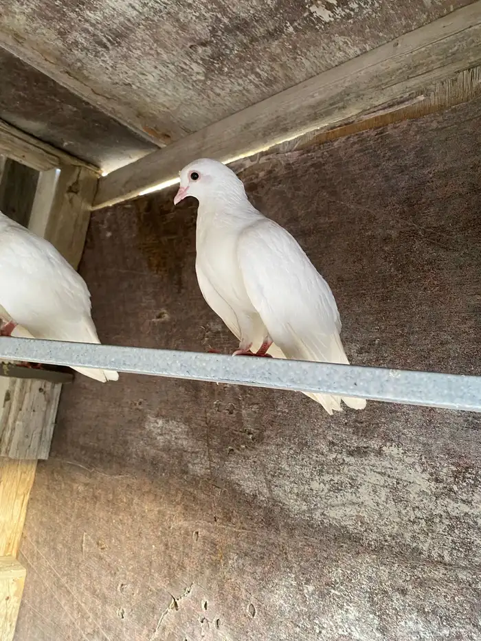 حمام صنعاني للببيع على السوم مكه المكرمه 4