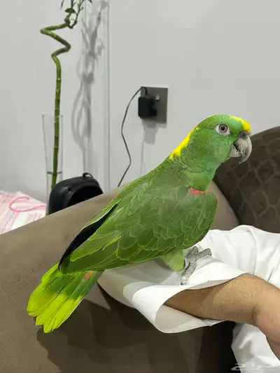 يلوناب فل جرا وهدد 3
