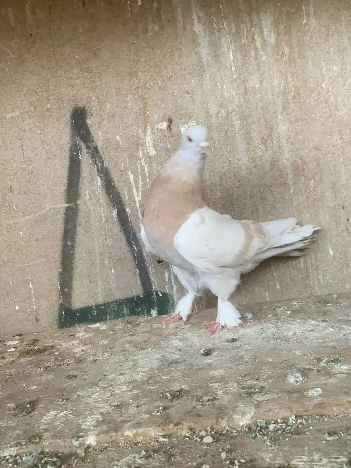 حمام تركي 6