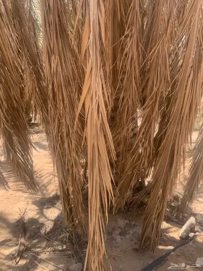 للبيع جريد 1