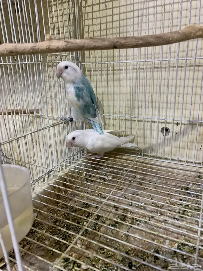جوز روز منتج 2