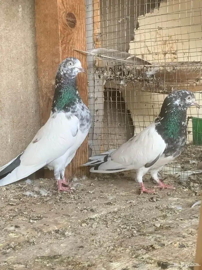حمام باكستاني 1
