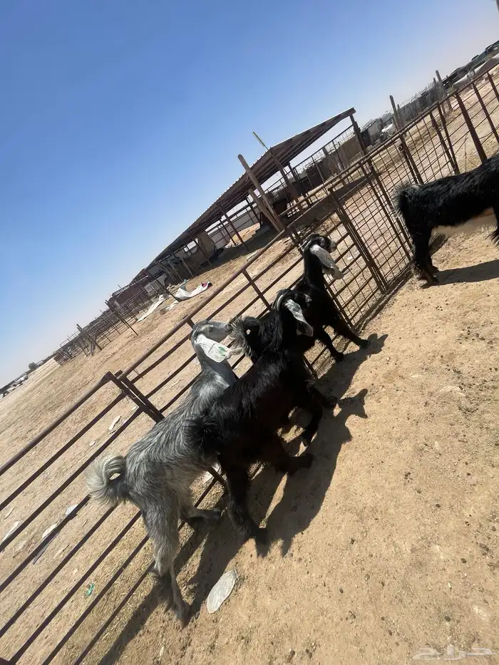 جفار وتيوس منادي زبده 0