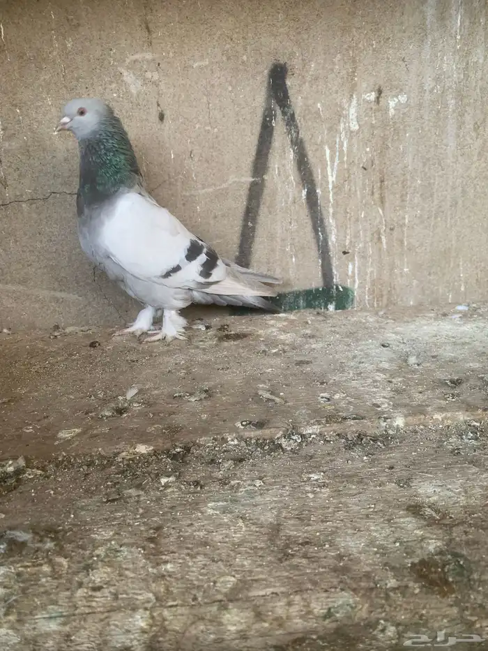 حمام تركي 9