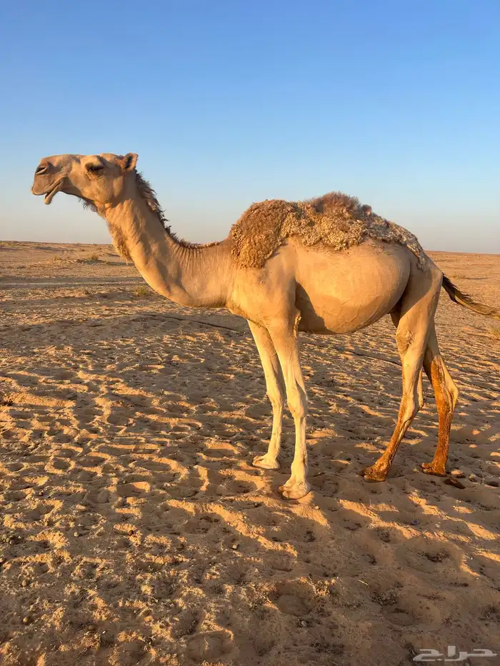 قعود اشقح حق يدخل جذع 3