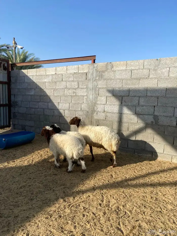 نعيم متاومة 3