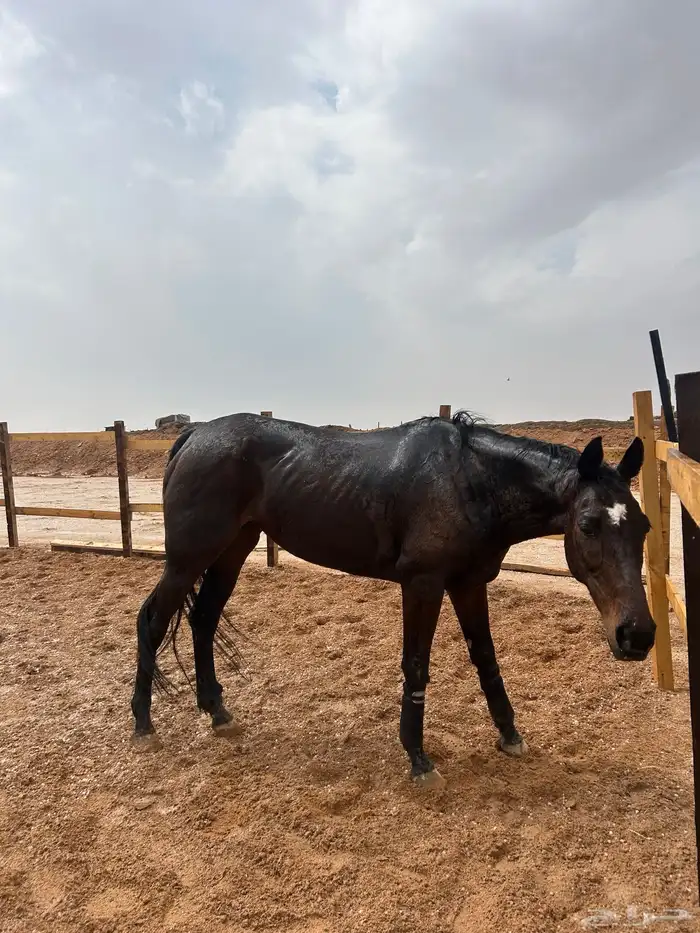 فرس إنجليزي للبيع 3