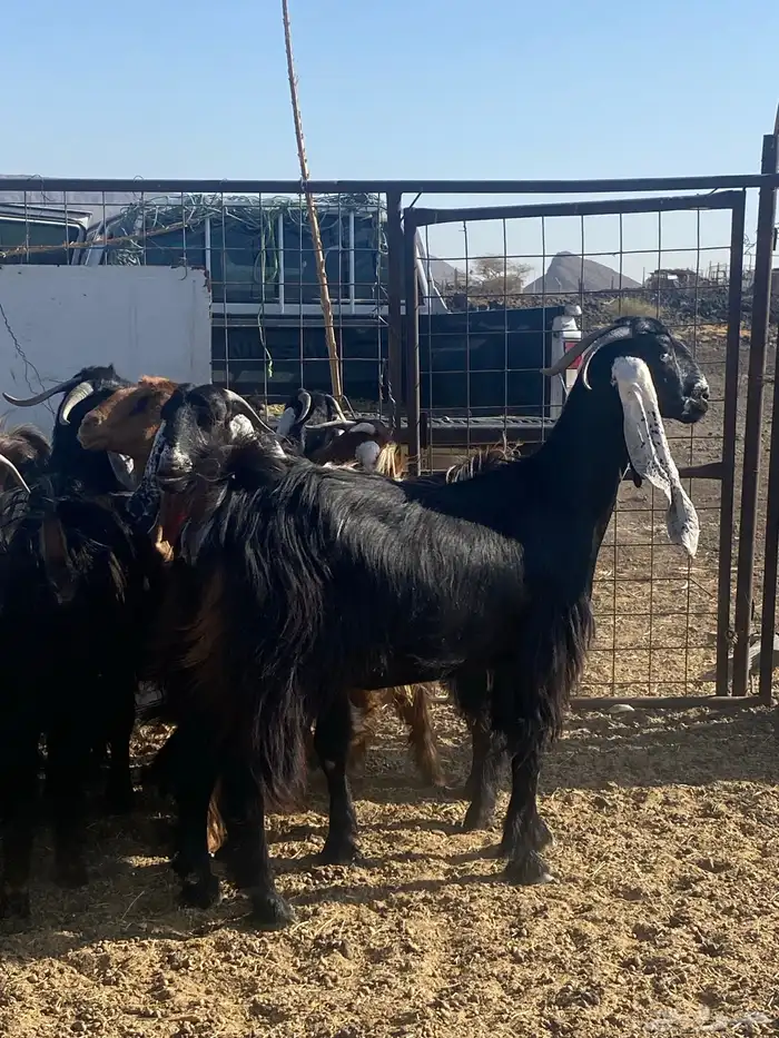 جفار عوارض صنف دفيع وضريع(تم البيع) 3