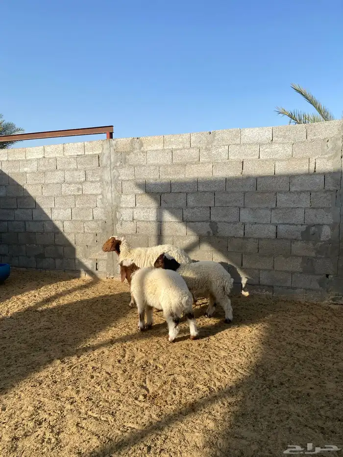 نعيم متاومة 0
