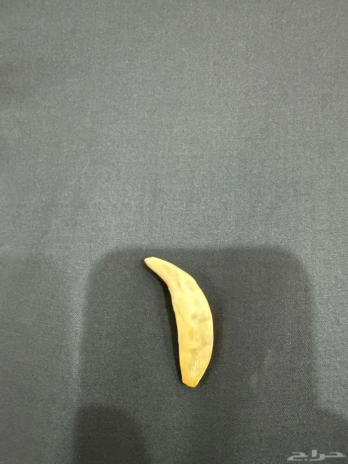 ناب ذيب 1