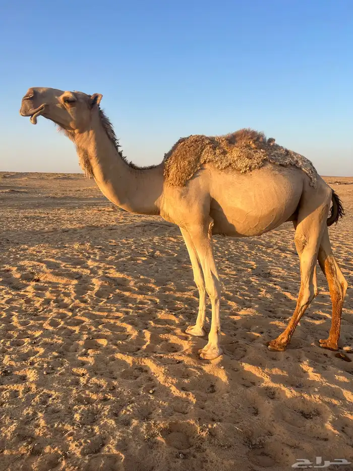 قعود اشقح حق يدخل جذع 2