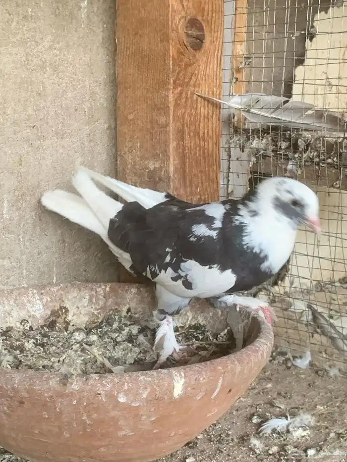 حمام تركي 3